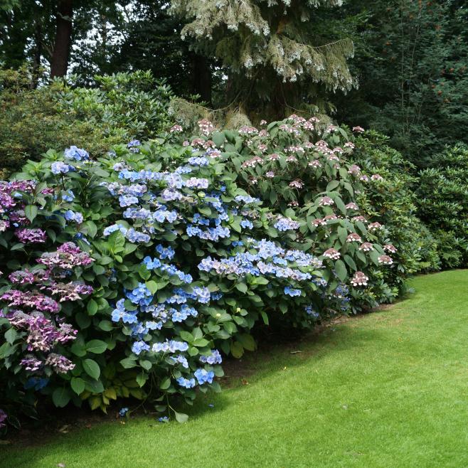 Grote tuin met Hortensia's